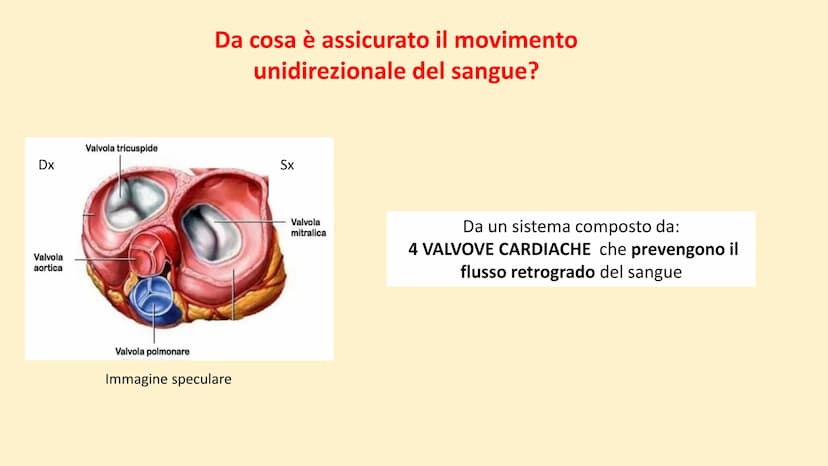 Apparato
cardiovascolare FUNZIONI
Trasporto di nutrienti, acqua
Trasporto di gas respiratori
Trasporto di sostanze di rifiuto
Trasporto di o