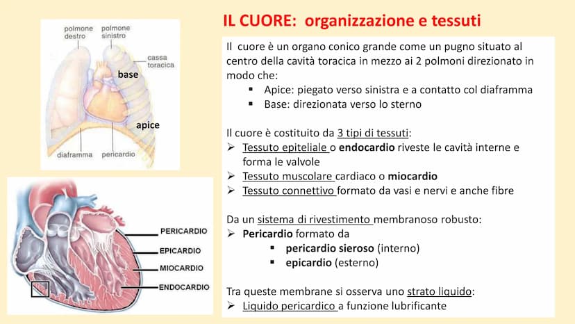 Apparato
cardiovascolare FUNZIONI
Trasporto di nutrienti, acqua
Trasporto di gas respiratori
Trasporto di sostanze di rifiuto
Trasporto di o