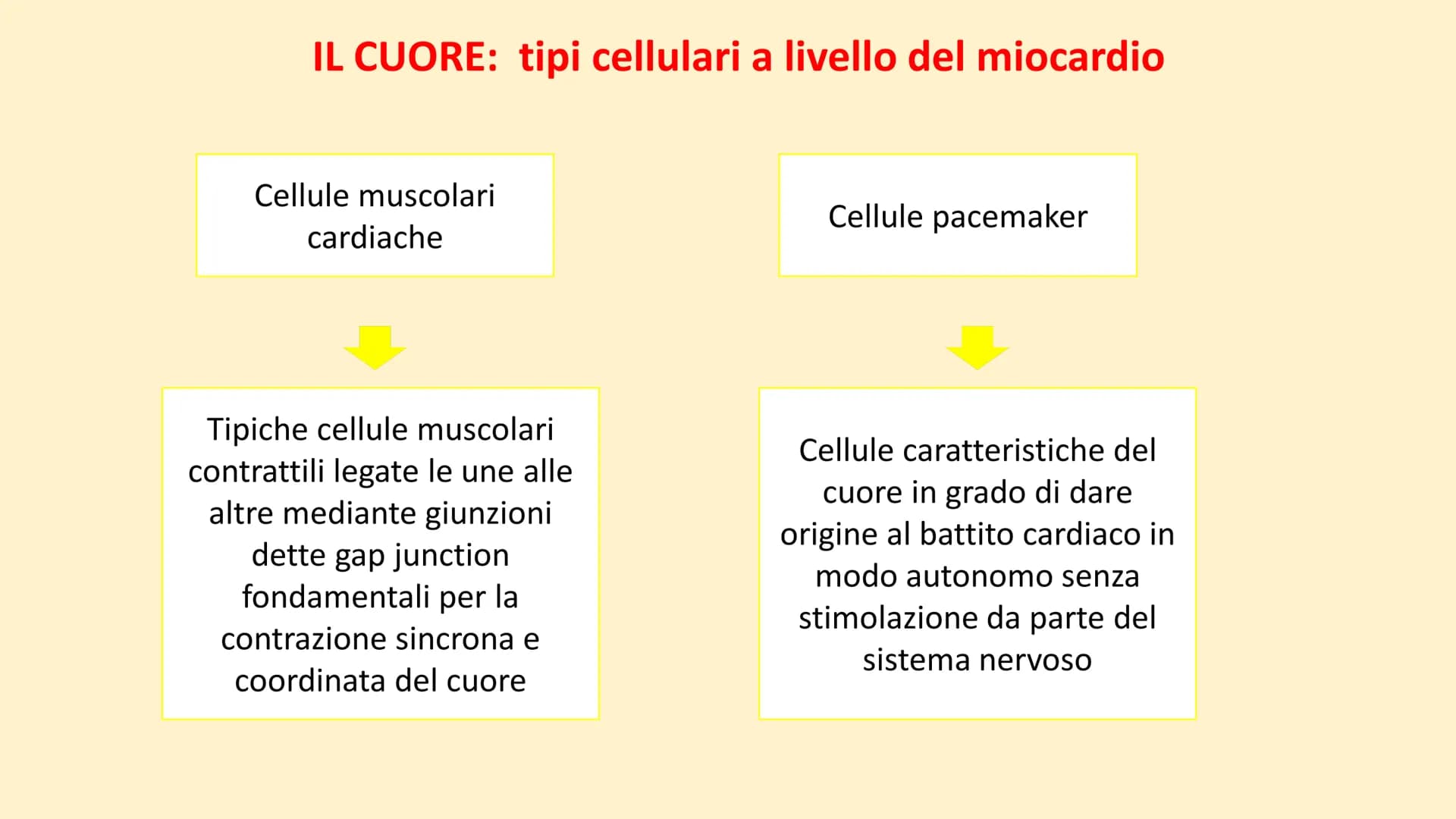 Apparato
cardiovascolare FUNZIONI
Trasporto di nutrienti, acqua
Trasporto di gas respiratori
Trasporto di sostanze di rifiuto
Trasporto di o