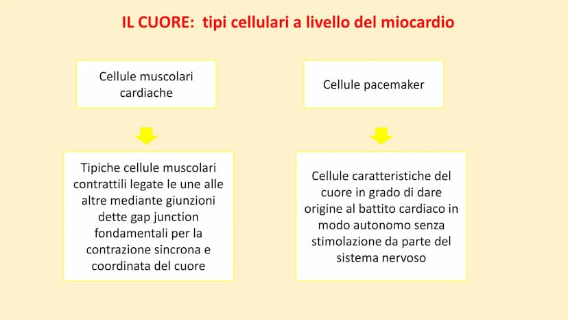 Apparato
cardiovascolare FUNZIONI
Trasporto di nutrienti, acqua
Trasporto di gas respiratori
Trasporto di sostanze di rifiuto
Trasporto di o