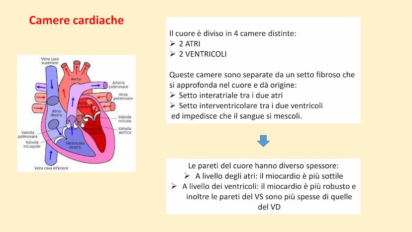 Apparato
cardiovascolare FUNZIONI
Trasporto di nutrienti, acqua
Trasporto di gas respiratori
Trasporto di sostanze di rifiuto
Trasporto di o