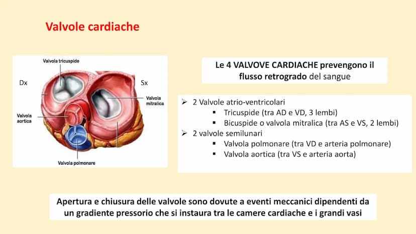 Apparato
cardiovascolare FUNZIONI
Trasporto di nutrienti, acqua
Trasporto di gas respiratori
Trasporto di sostanze di rifiuto
Trasporto di o