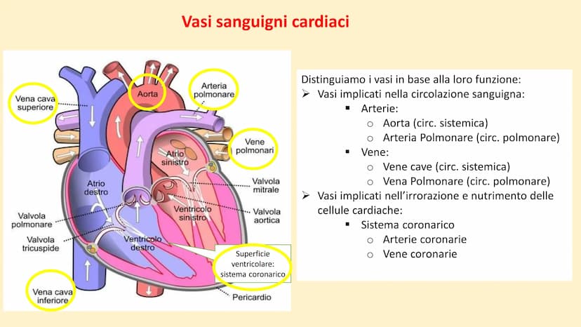 Apparato
cardiovascolare FUNZIONI
Trasporto di nutrienti, acqua
Trasporto di gas respiratori
Trasporto di sostanze di rifiuto
Trasporto di o