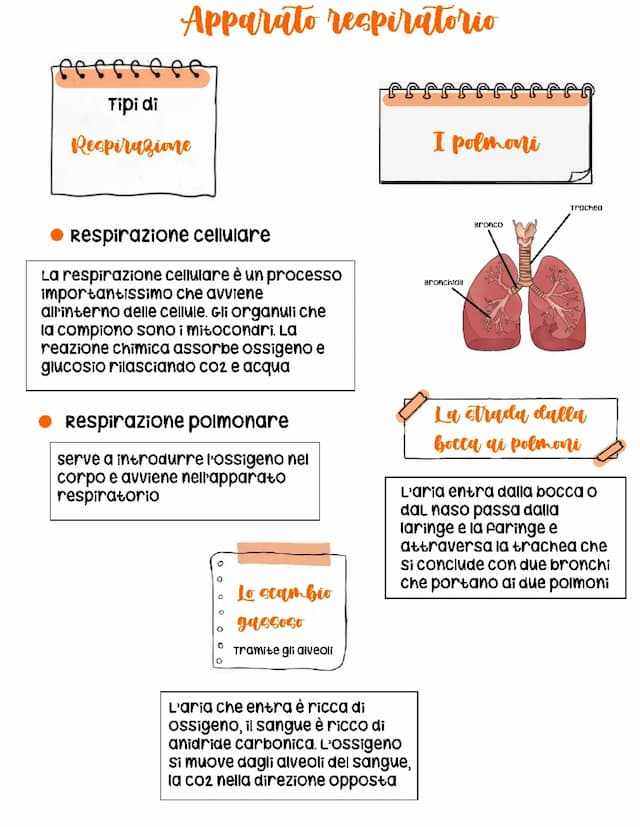 Know apparato respiratorio  thumbnail