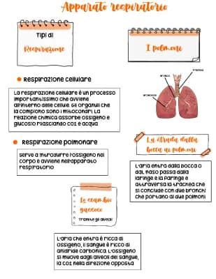 Know apparato respiratorio  thumbnail