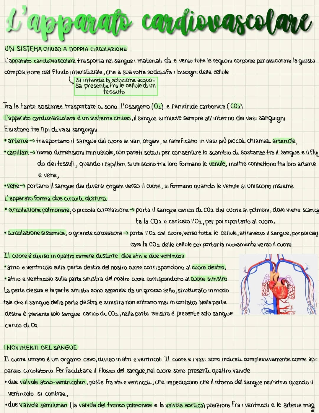 L'apparats cardiovascolare
UN SISTEMA CHIUSO A DOPPIA CIRCOLAZIONE
L'apparato cardiovascolare trasporta nel sangue i materiali da e verso tu