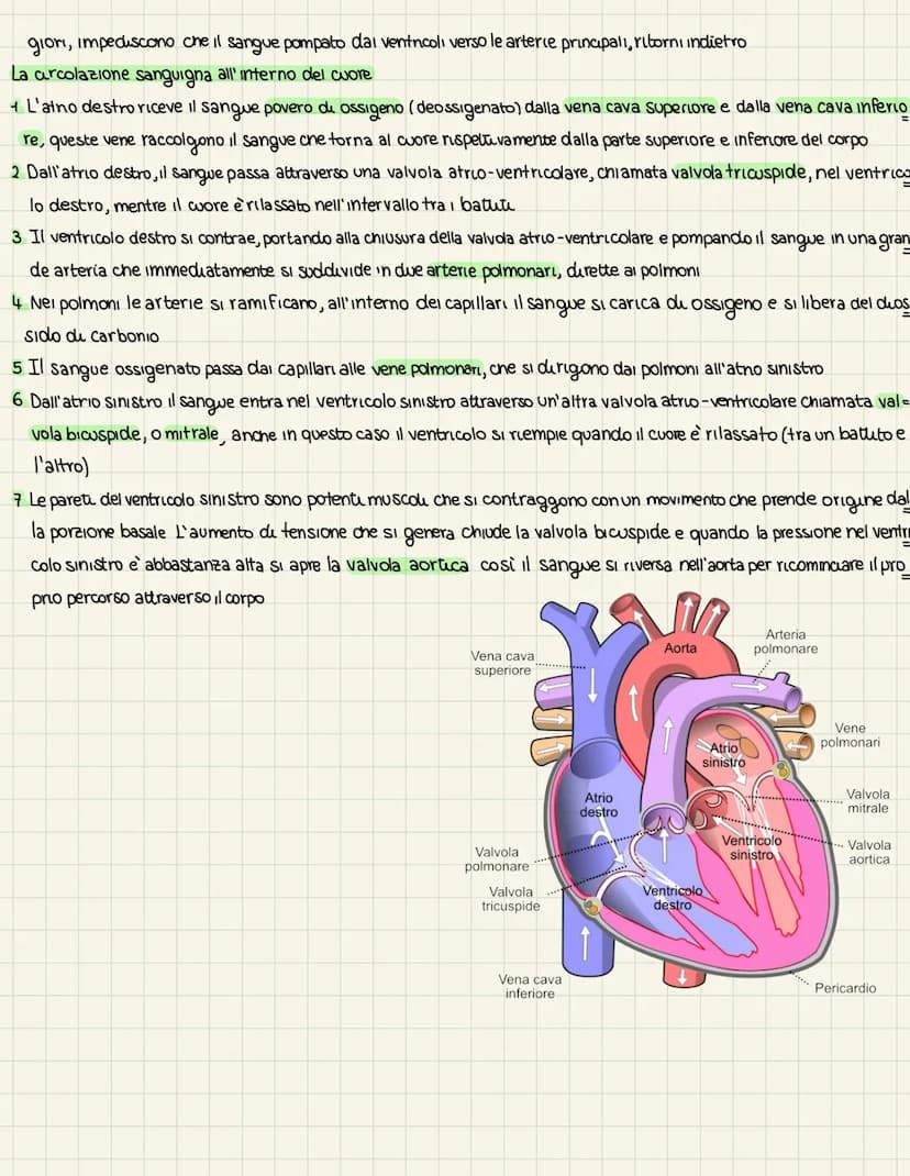 L'apparats cardiovascolare
UN SISTEMA CHIUSO A DOPPIA CIRCOLAZIONE
L'apparato cardiovascolare trasporta nel sangue i materiali da e verso tu