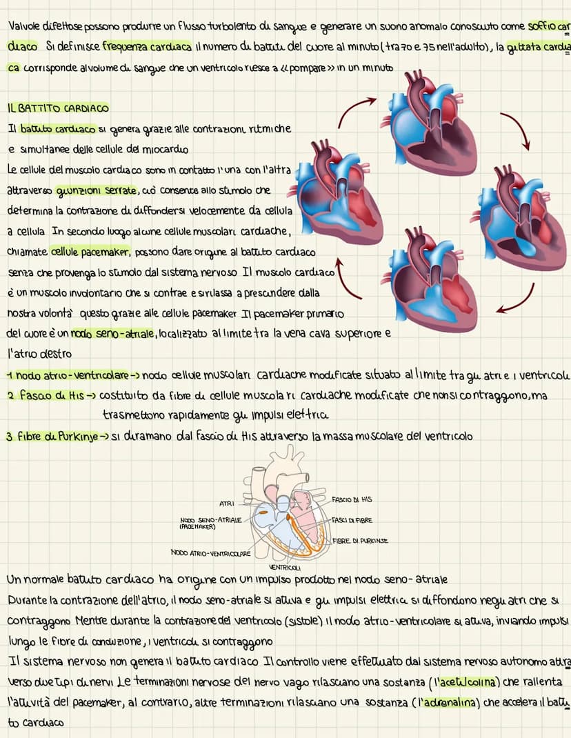 L'apparats cardiovascolare
UN SISTEMA CHIUSO A DOPPIA CIRCOLAZIONE
L'apparato cardiovascolare trasporta nel sangue i materiali da e verso tu