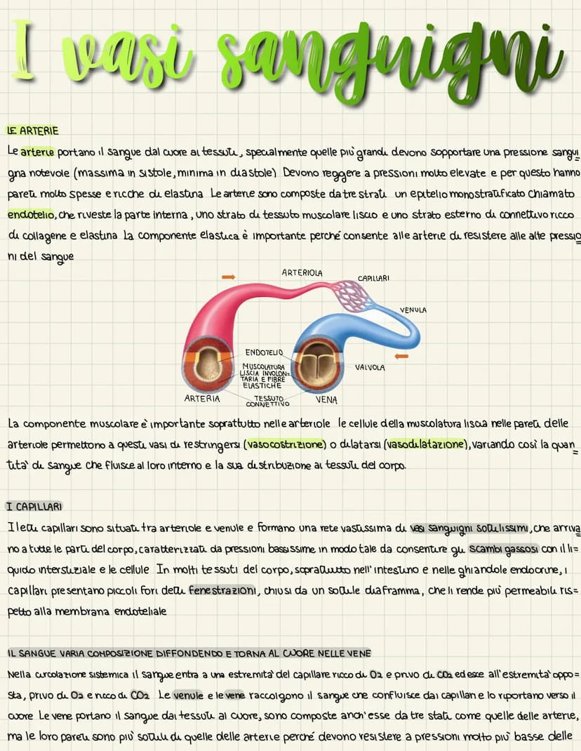 L'apparats cardiovascolare
UN SISTEMA CHIUSO A DOPPIA CIRCOLAZIONE
L'apparato cardiovascolare trasporta nel sangue i materiali da e verso tu