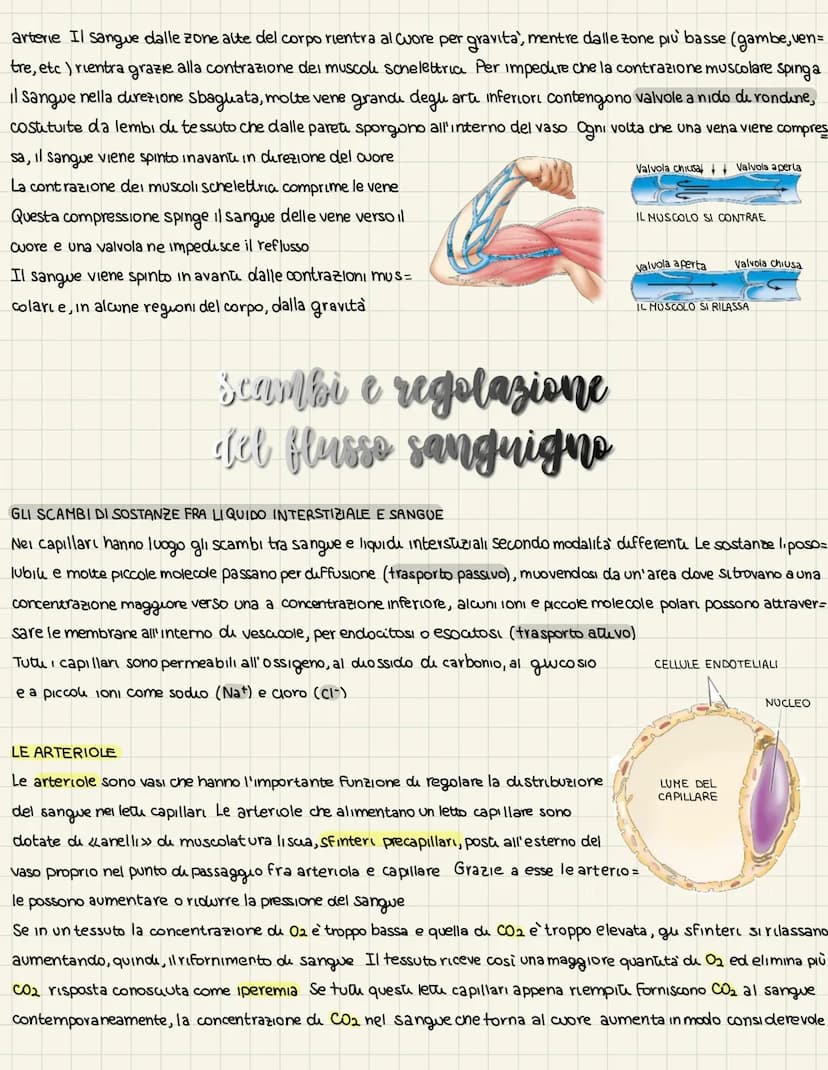 L'apparats cardiovascolare
UN SISTEMA CHIUSO A DOPPIA CIRCOLAZIONE
L'apparato cardiovascolare trasporta nel sangue i materiali da e verso tu