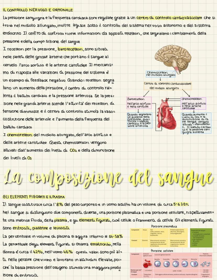 L'apparats cardiovascolare
UN SISTEMA CHIUSO A DOPPIA CIRCOLAZIONE
L'apparato cardiovascolare trasporta nel sangue i materiali da e verso tu