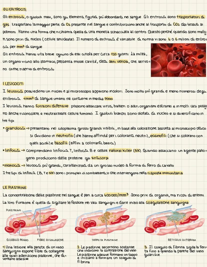 L'apparats cardiovascolare
UN SISTEMA CHIUSO A DOPPIA CIRCOLAZIONE
L'apparato cardiovascolare trasporta nel sangue i materiali da e verso tu