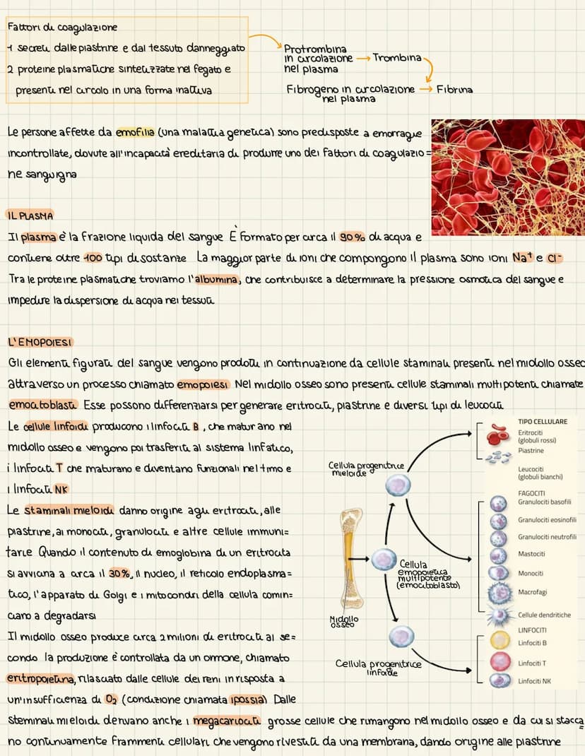L'apparats cardiovascolare
UN SISTEMA CHIUSO A DOPPIA CIRCOLAZIONE
L'apparato cardiovascolare trasporta nel sangue i materiali da e verso tu