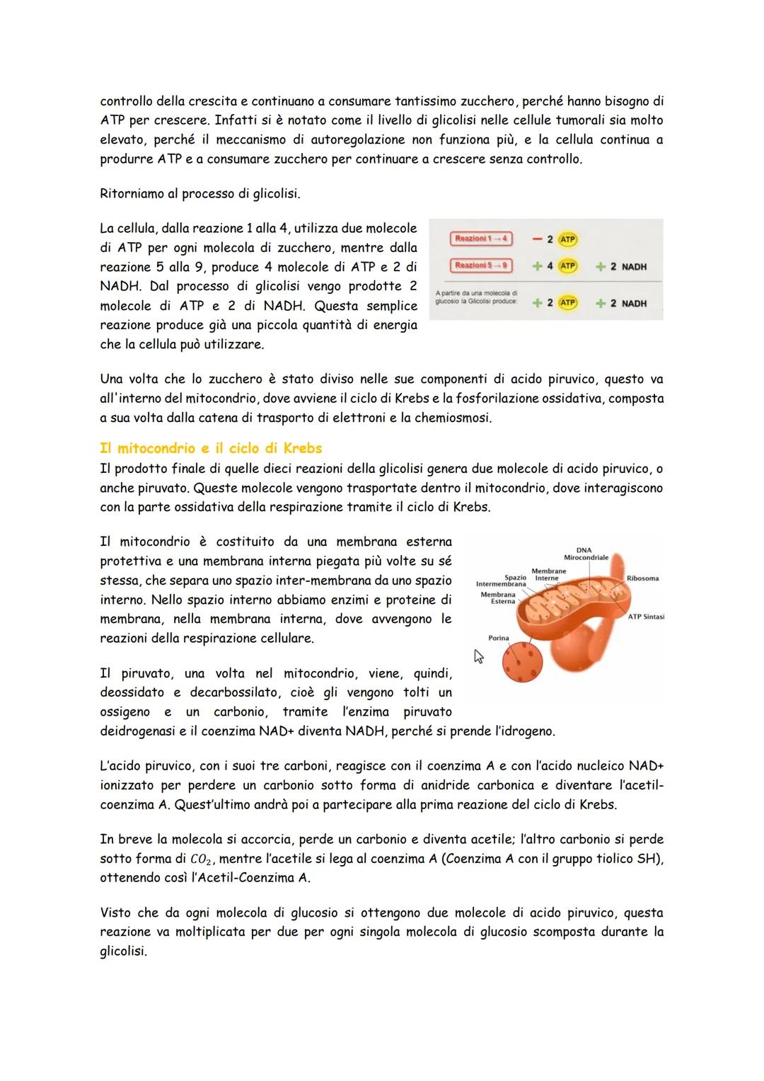 # Respirazione cellulare

La respirazione cellulare è il metabolismo principale con cui funzionano le nostre cellule e
consiste nella demoli