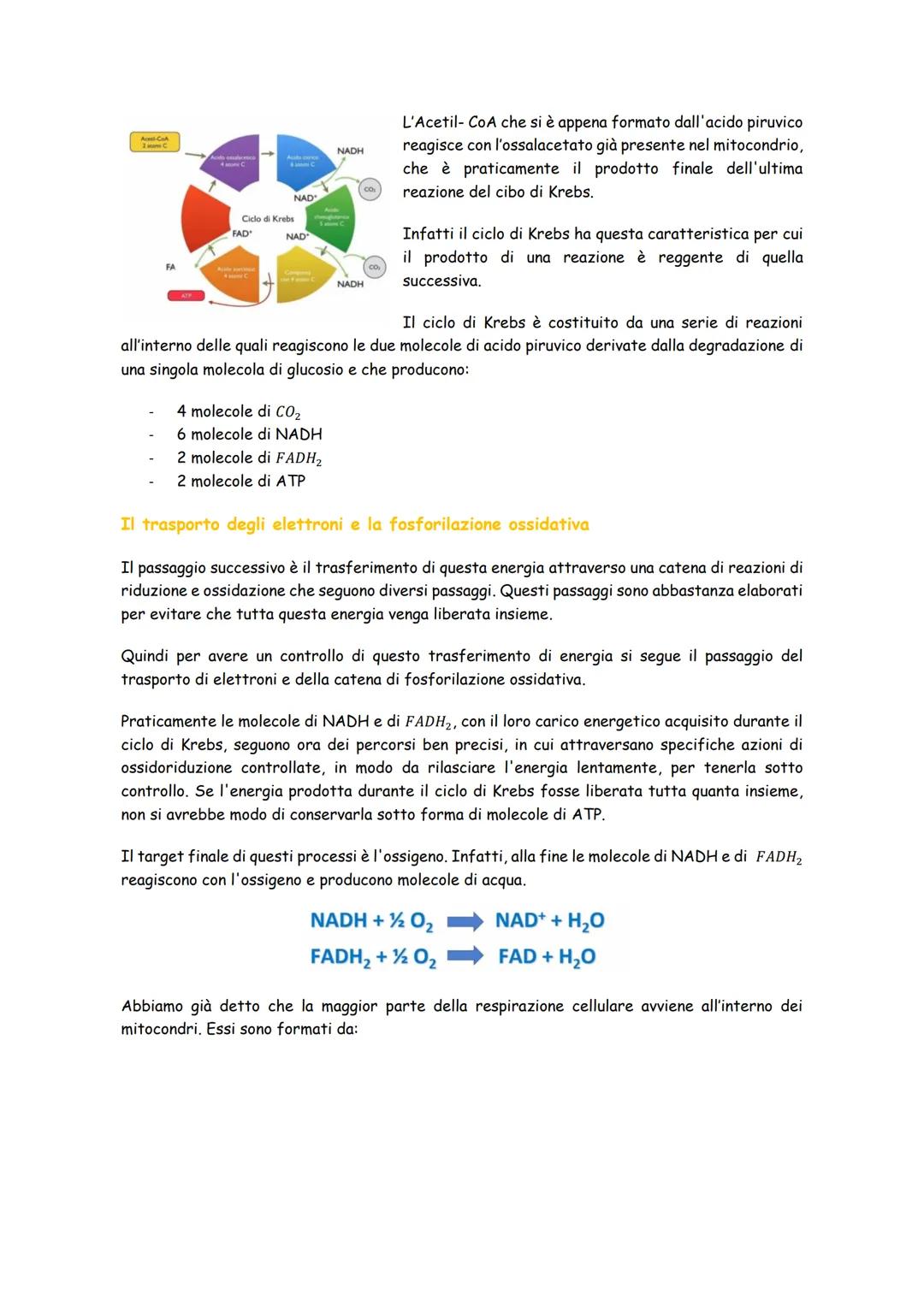 # Respirazione cellulare

La respirazione cellulare è il metabolismo principale con cui funzionano le nostre cellule e
consiste nella demoli
