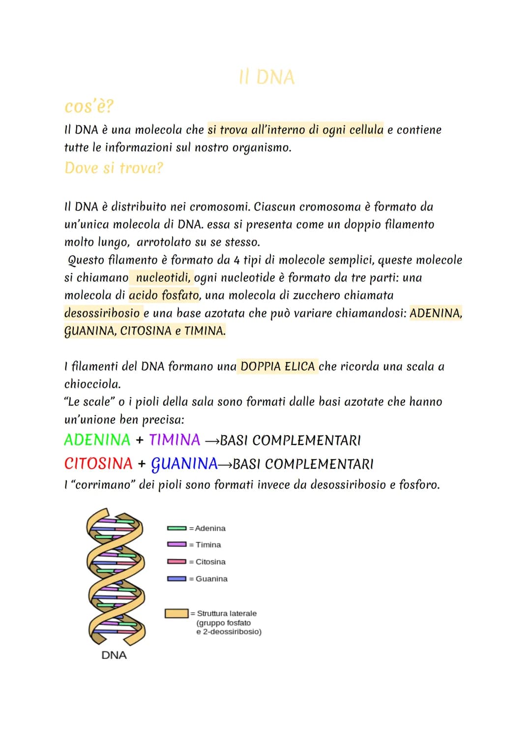 cos'è?
Il DNA è una molecola che si trova all'interno di ogni cellula e contiene
tutte le informazioni sul nostro organismo.
Dove si trova?
