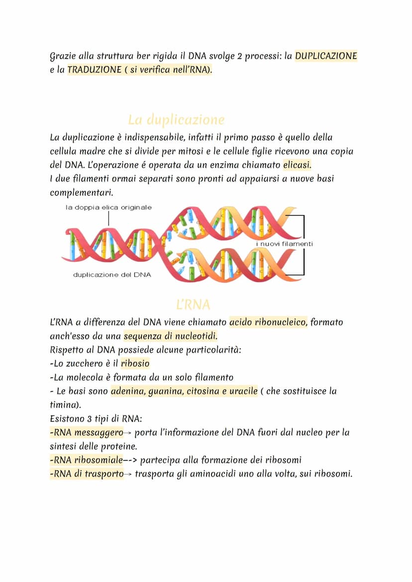 cos'è?
Il DNA è una molecola che si trova all'interno di ogni cellula e contiene
tutte le informazioni sul nostro organismo.
Dove si trova?
