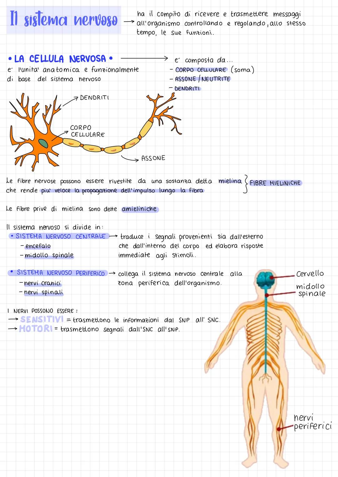 Il sistema nervoso
LA CELLULA NERVOSA
e l'unita' anatomica e funzionalmente
di base del sistema nervoso
DENDRITI
CORPO
CELLULARE
ha il compi