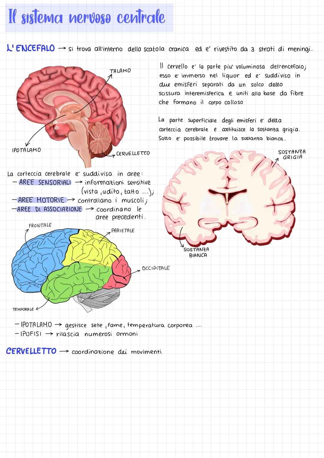 Fisiologia del Sistema Nervoso PDF: Spiegazione Facile, Schema Semplificato e Riassunto per Terza Media