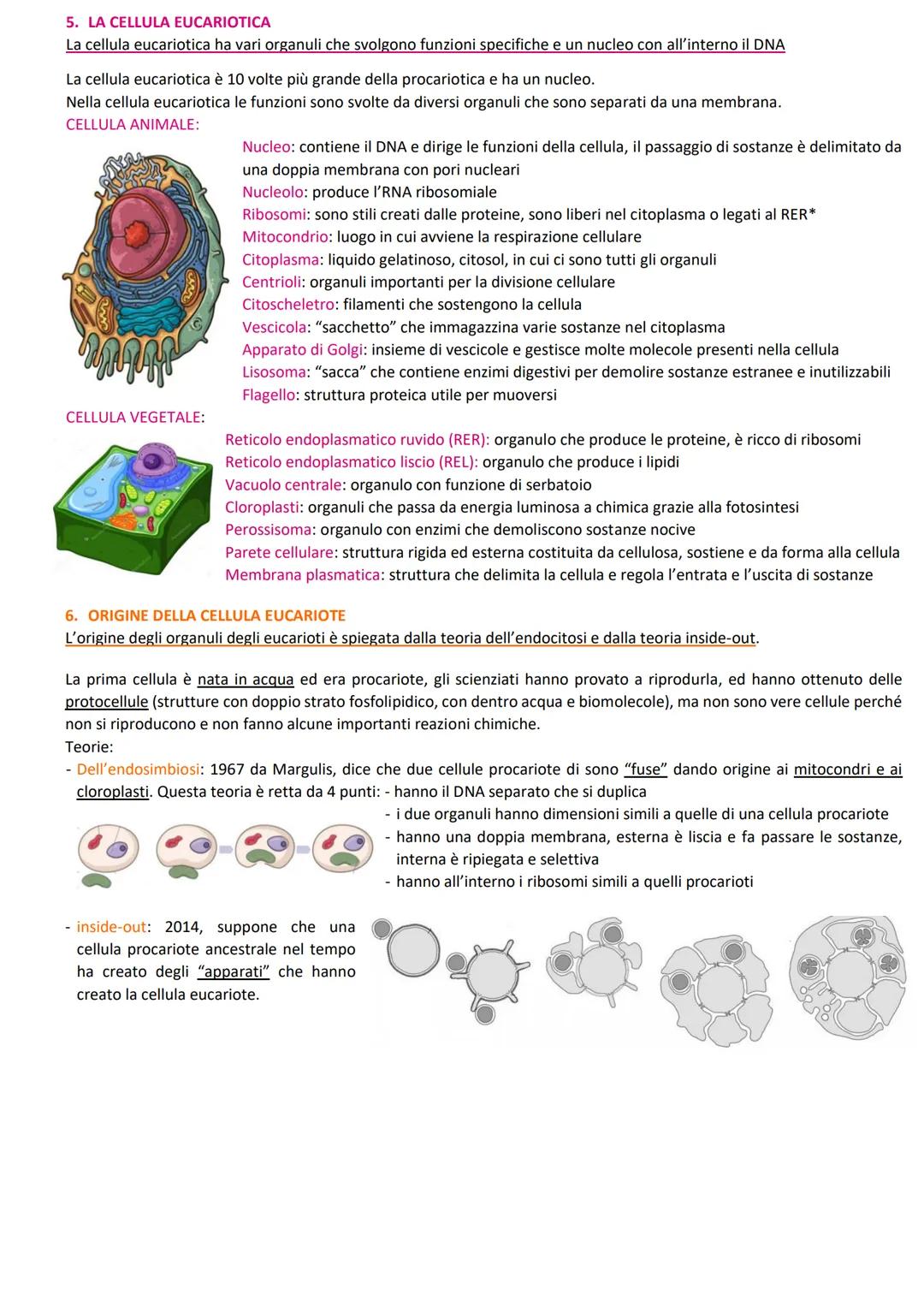 1. L'ORGANIZZAZIONE DELLE CELLULE
tutte le cellule sono costituite da membrana citoplasmatica, citoplasma e materiale gelatinoso.
Tutti gli 
