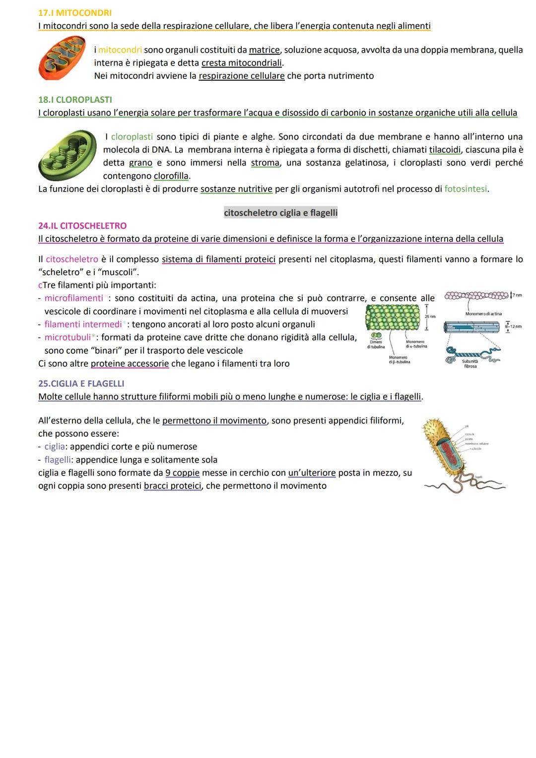 1. L'ORGANIZZAZIONE DELLE CELLULE
tutte le cellule sono costituite da membrana citoplasmatica, citoplasma e materiale gelatinoso.
Tutti gli 