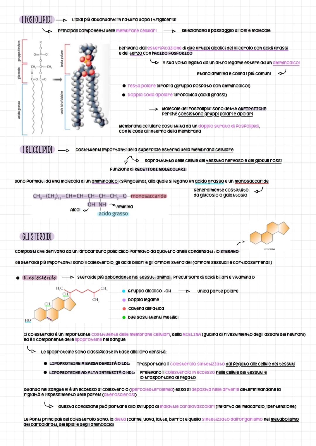 LIPIDI SAPONIFICABILI E NON SAPONIFICABILI
I lipidi possono essere distinti in due grandi gruppi:
● Lipidi SAPONIFICABILI O Complessi
I TRIG