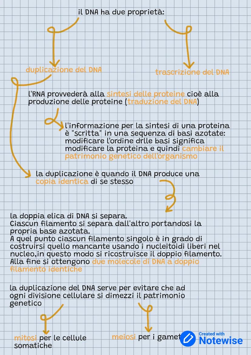 Genetica
etica
Nel DNA c'è il genoma o patrimonio genetico.
-è un acido nucleico
-è formato dai nucleitoidi
-acido fosforico
-zucchero
-base