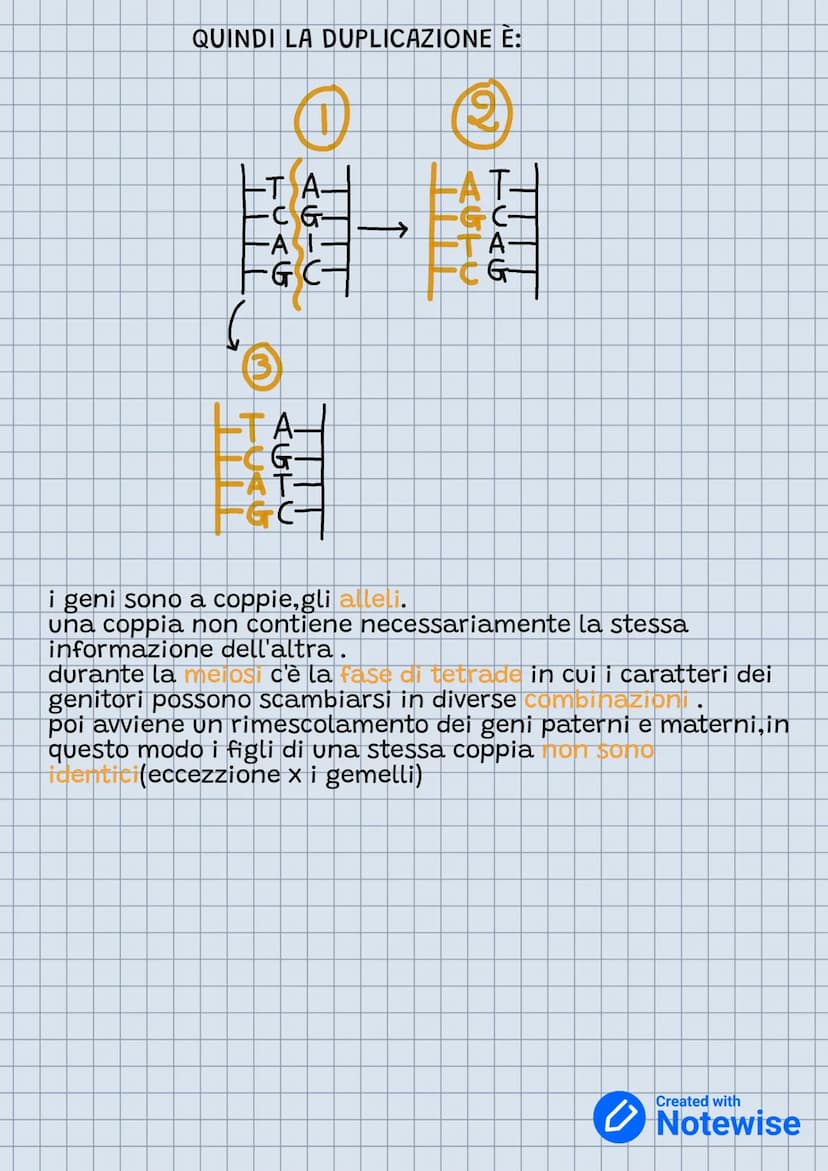 Genetica
etica
Nel DNA c'è il genoma o patrimonio genetico.
-è un acido nucleico
-è formato dai nucleitoidi
-acido fosforico
-zucchero
-base