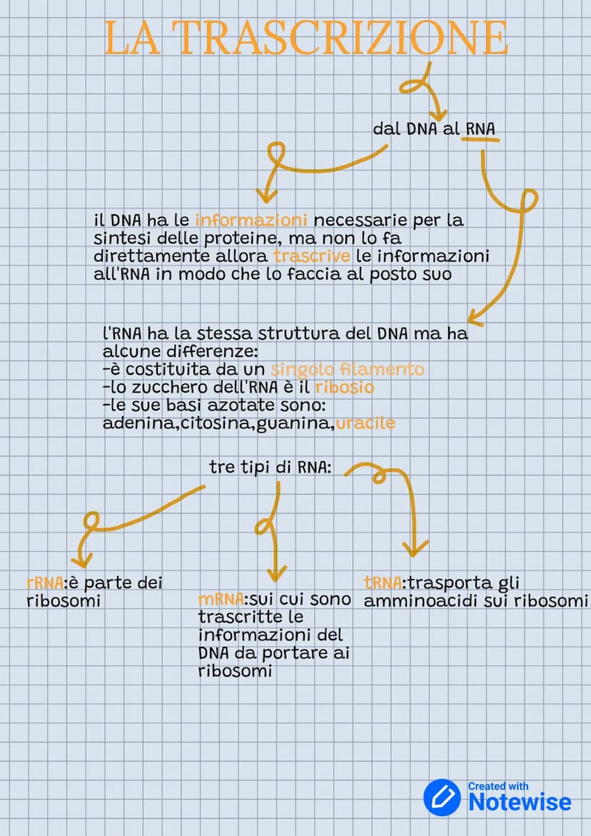 Genetica
etica
Nel DNA c'è il genoma o patrimonio genetico.
-è un acido nucleico
-è formato dai nucleitoidi
-acido fosforico
-zucchero
-base