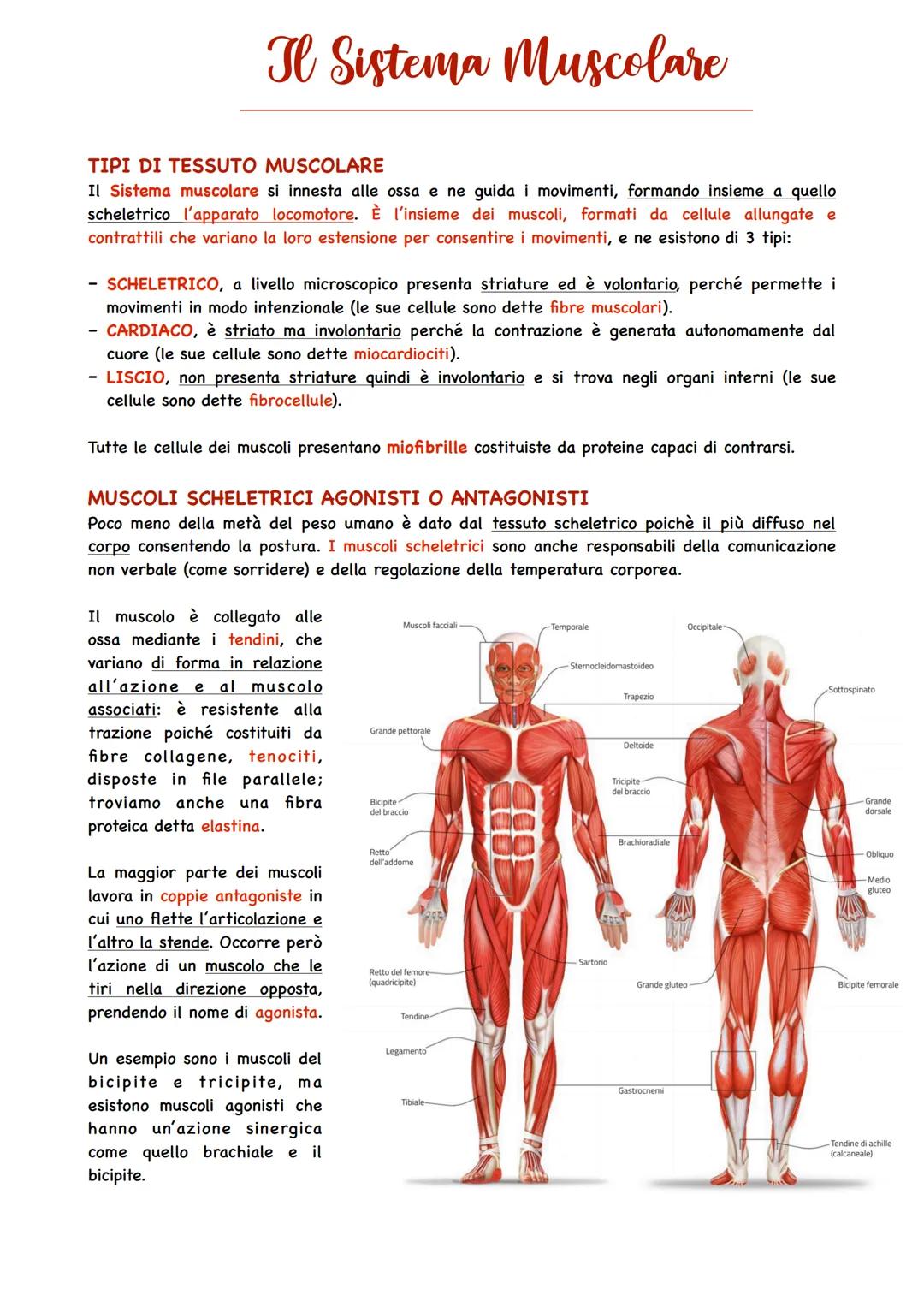 Il Sistema Muscolare
TIPI DI TESSUTO MUSCOLARE
Il Sistema muscolare si innesta alle ossa e ne guida i movimenti, formando insieme a quello
s