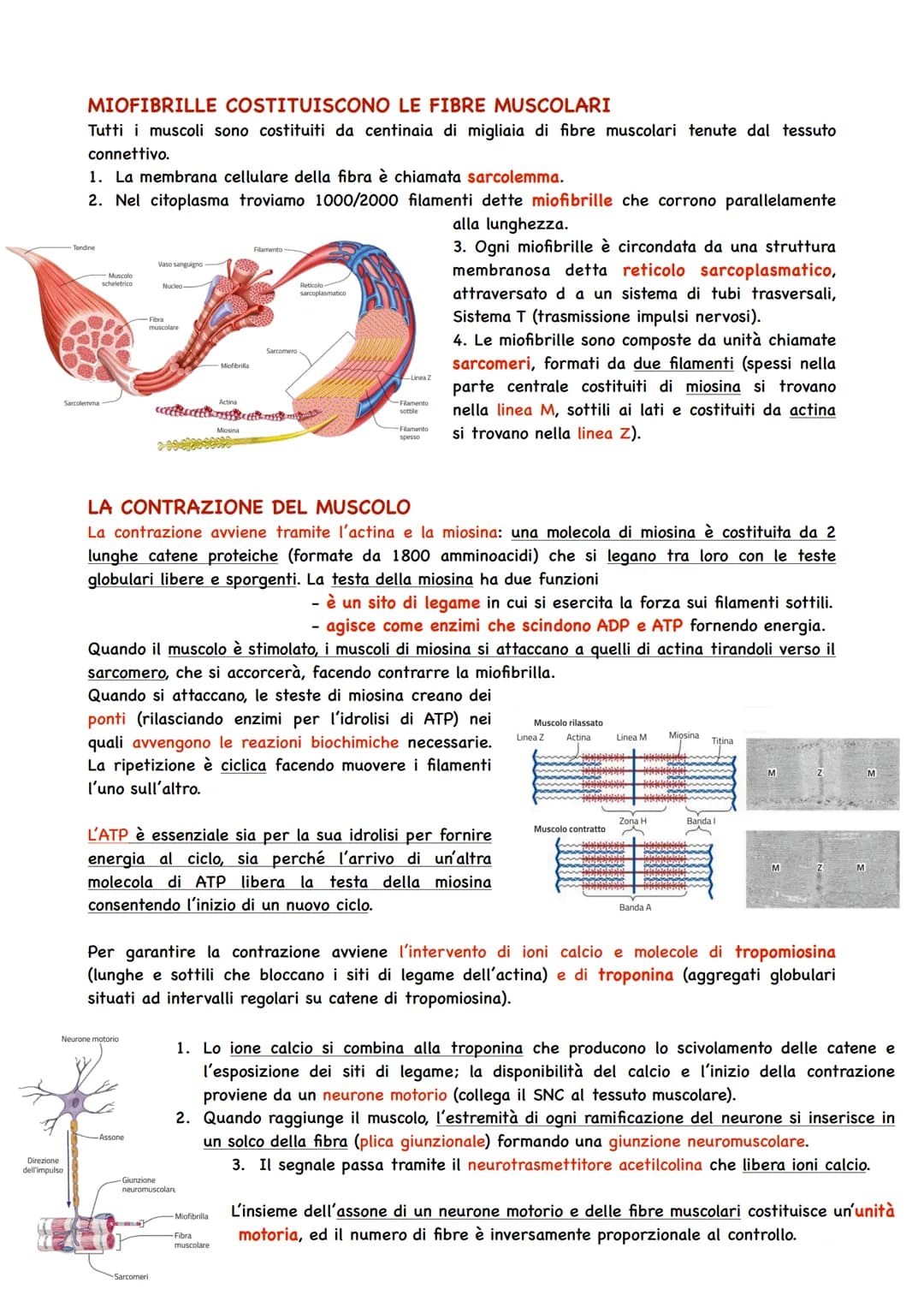 Il Sistema Muscolare
TIPI DI TESSUTO MUSCOLARE
Il Sistema muscolare si innesta alle ossa e ne guida i movimenti, formando insieme a quello
s