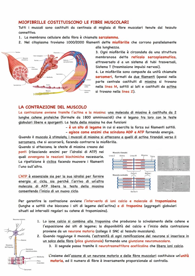 Il Sistema Muscolare
TIPI DI TESSUTO MUSCOLARE
Il Sistema muscolare si innesta alle ossa e ne guida i movimenti, formando insieme a quello
s