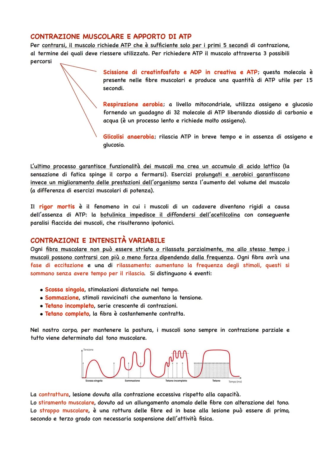 Il Sistema Muscolare
TIPI DI TESSUTO MUSCOLARE
Il Sistema muscolare si innesta alle ossa e ne guida i movimenti, formando insieme a quello
s