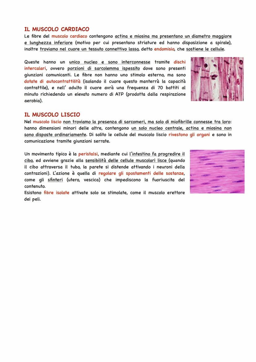 Il Sistema Muscolare
TIPI DI TESSUTO MUSCOLARE
Il Sistema muscolare si innesta alle ossa e ne guida i movimenti, formando insieme a quello
s