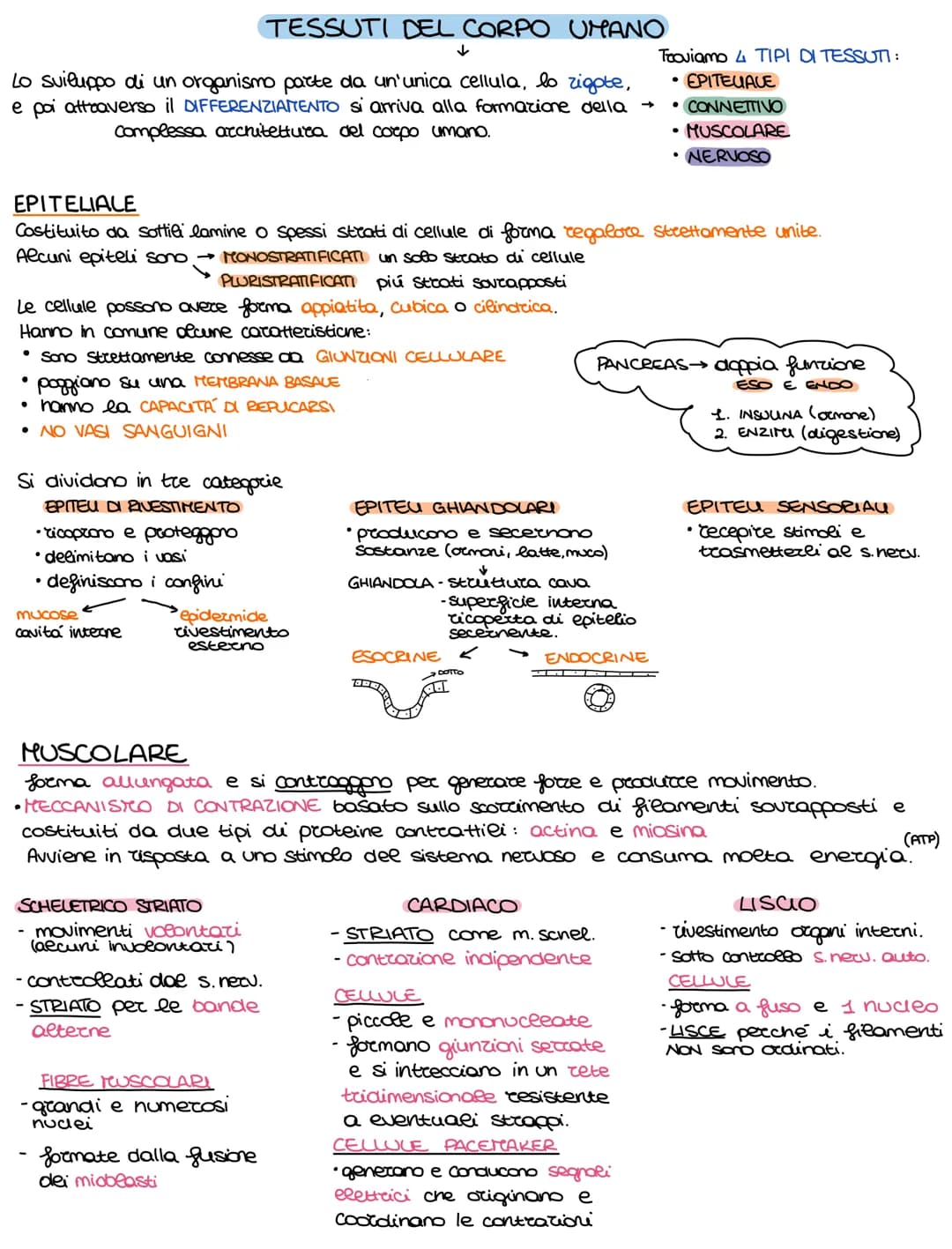 Lo sviluppo di un organismo parte da un'unica cellula, lo rigote,
e poi attraverso il DIFFERENZIAMENTO si arriva alla formazione della →
com