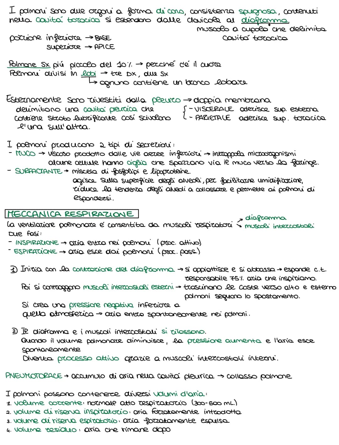Lo sviluppo di un organismo parte da un'unica cellula, lo rigote,
e poi attraverso il DIFFERENZIAMENTO si arriva alla formazione della →
com