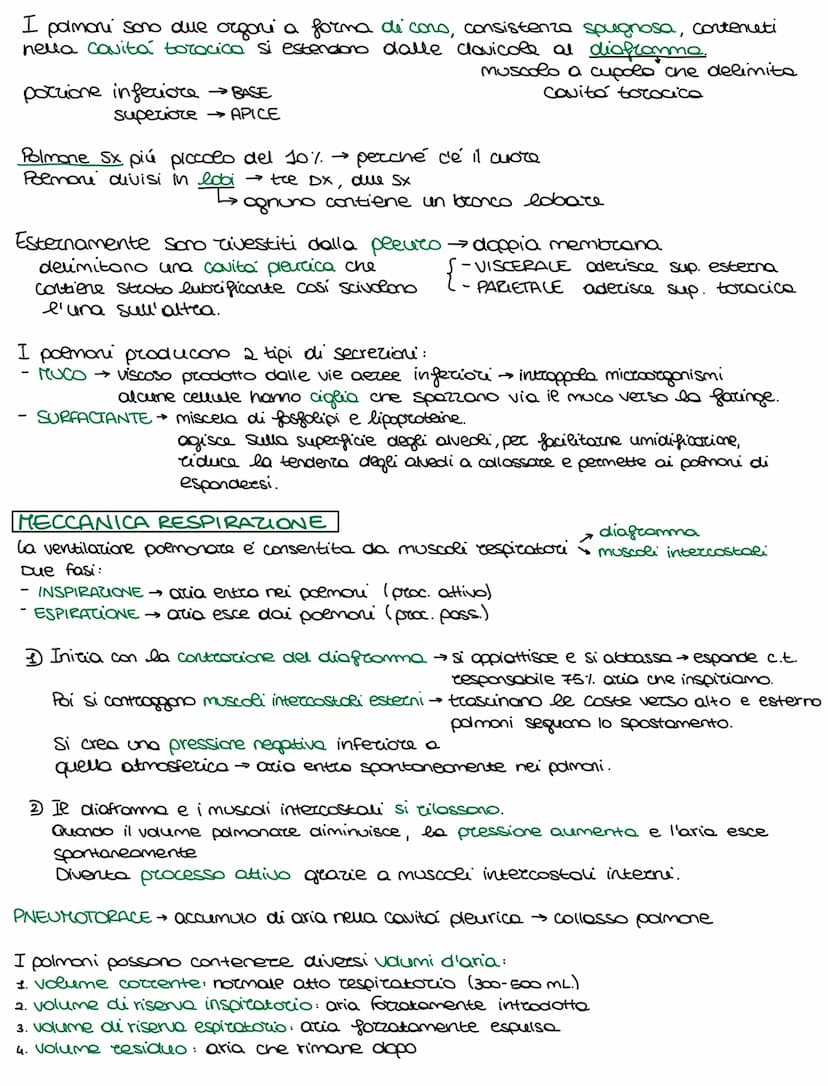 Lo sviluppo di un organismo parte da un'unica cellula, lo rigote,
e poi attraverso il DIFFERENZIAMENTO si arriva alla formazione della →
com