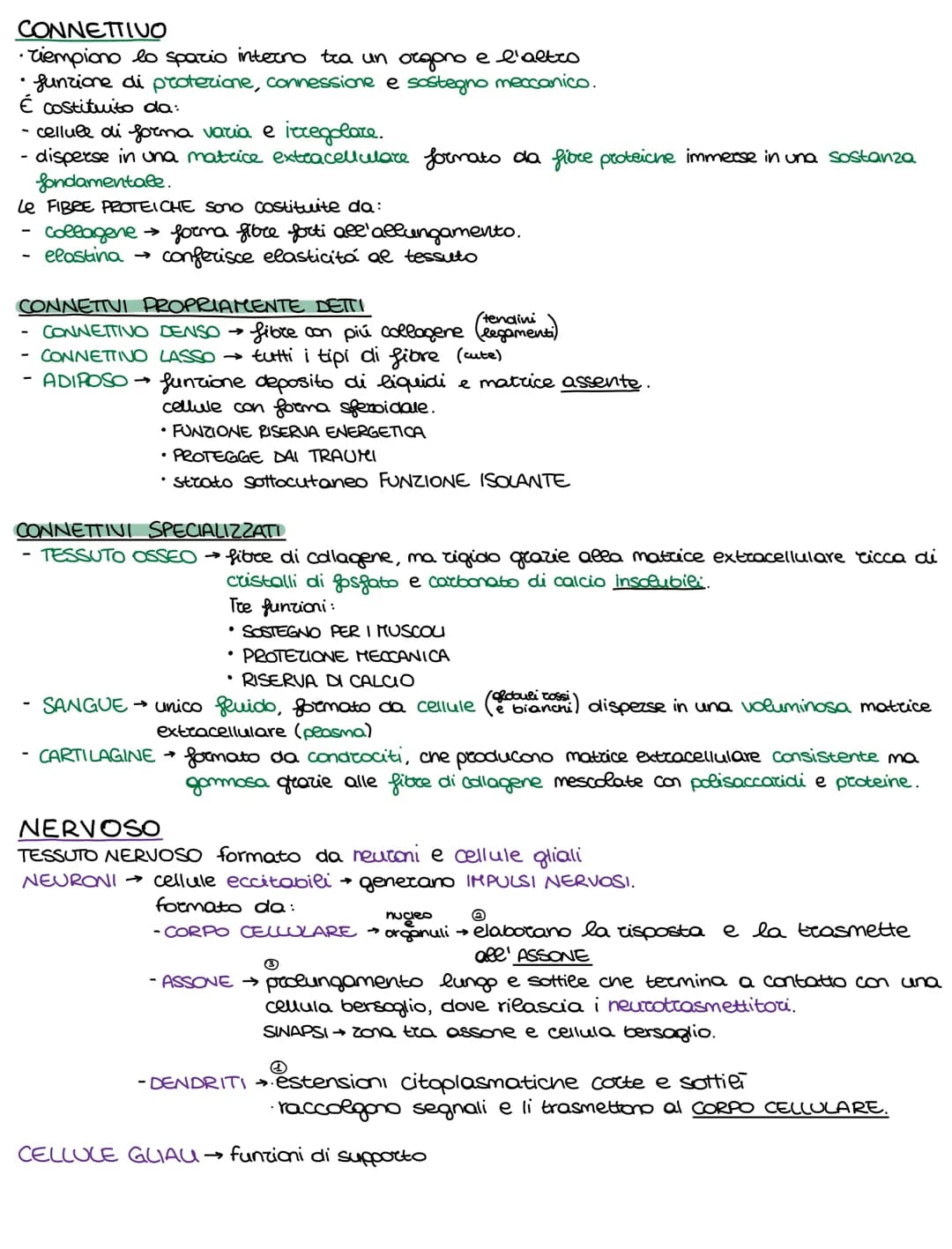 Lo sviluppo di un organismo parte da un'unica cellula, lo rigote,
e poi attraverso il DIFFERENZIAMENTO si arriva alla formazione della →
com