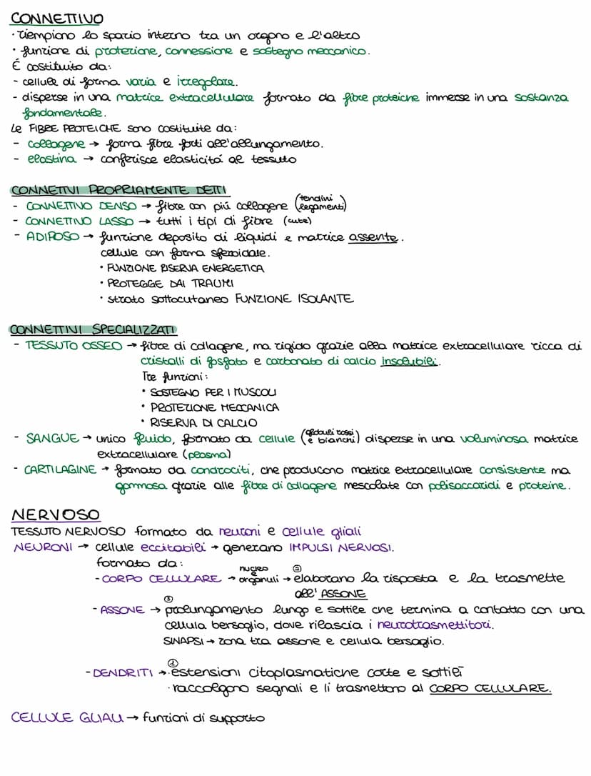 Lo sviluppo di un organismo parte da un'unica cellula, lo rigote,
e poi attraverso il DIFFERENZIAMENTO si arriva alla formazione della →
com