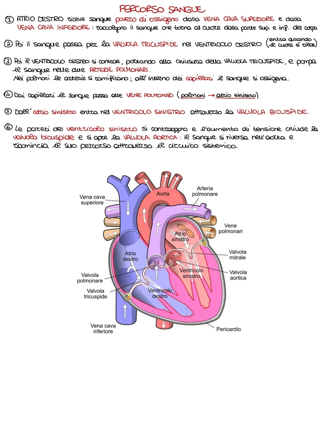 Lo sviluppo di un organismo parte da un'unica cellula, lo rigote,
e poi attraverso il DIFFERENZIAMENTO si arriva alla formazione della →
com