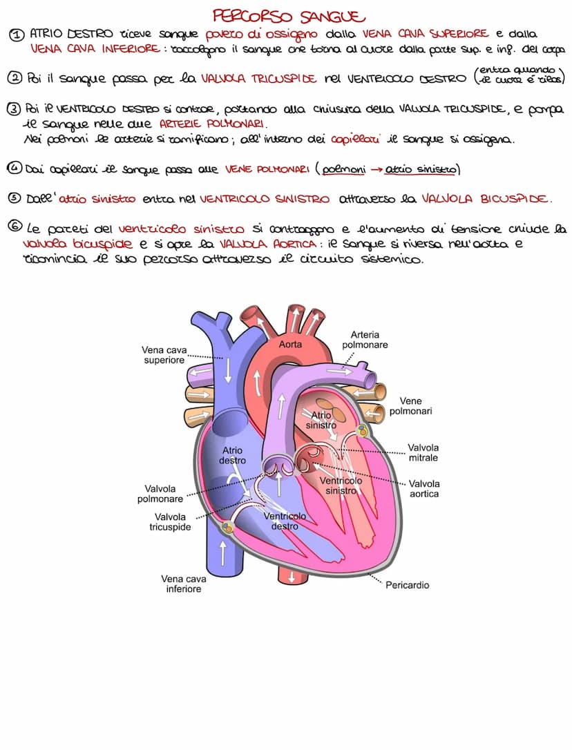 Lo sviluppo di un organismo parte da un'unica cellula, lo rigote,
e poi attraverso il DIFFERENZIAMENTO si arriva alla formazione della →
com