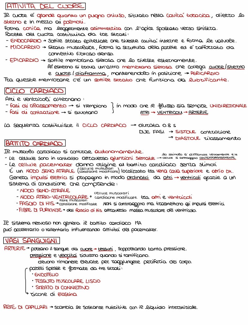 Lo sviluppo di un organismo parte da un'unica cellula, lo rigote,
e poi attraverso il DIFFERENZIAMENTO si arriva alla formazione della →
com