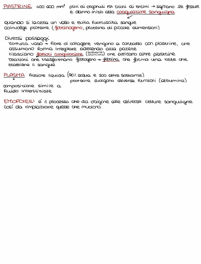 Lo sviluppo di un organismo parte da un'unica cellula, lo rigote,
e poi attraverso il DIFFERENZIAMENTO si arriva alla formazione della →
com