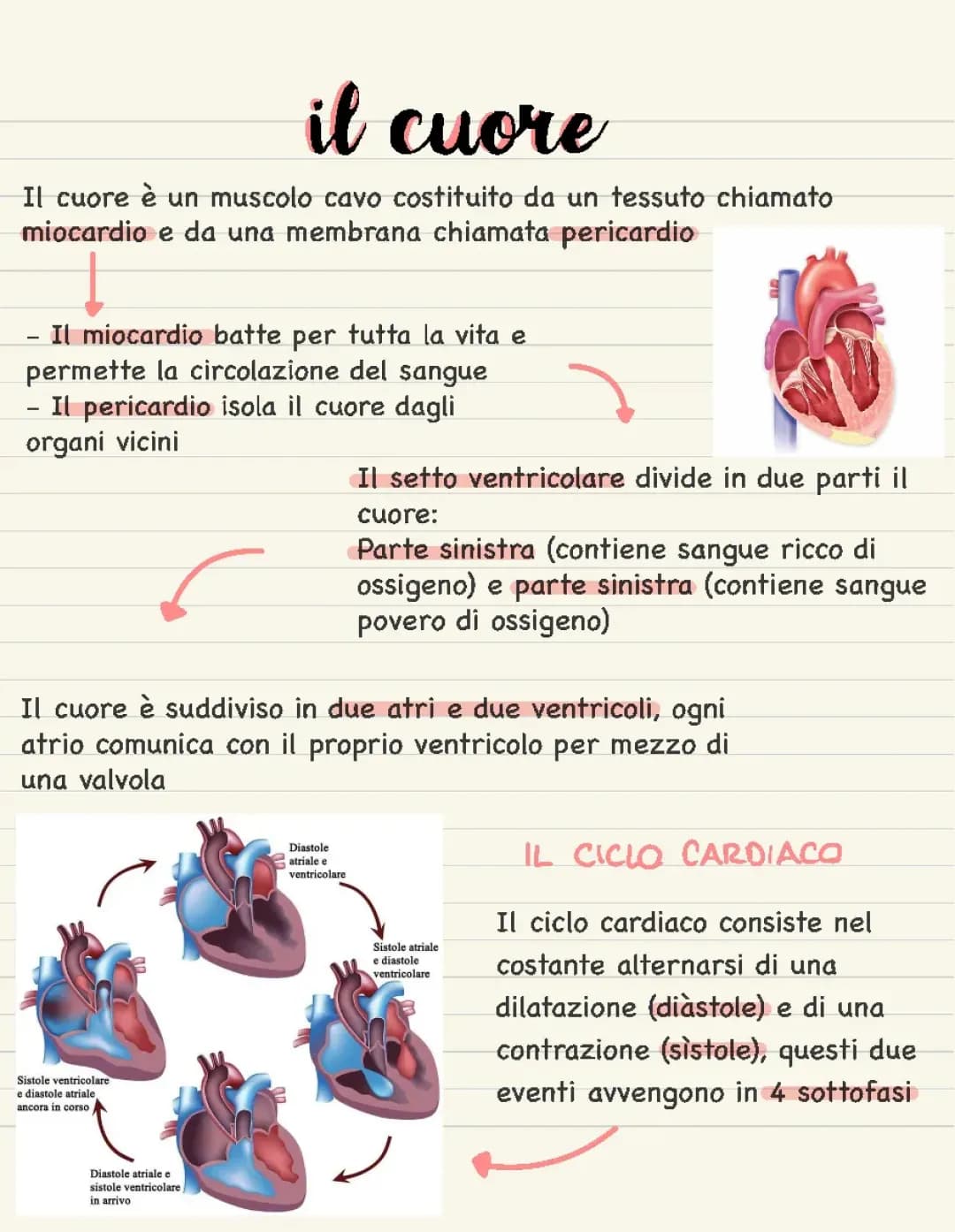 Il cuore 