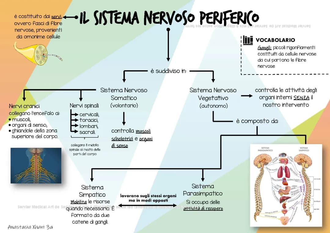 Il Sistema Nervoso Periferico