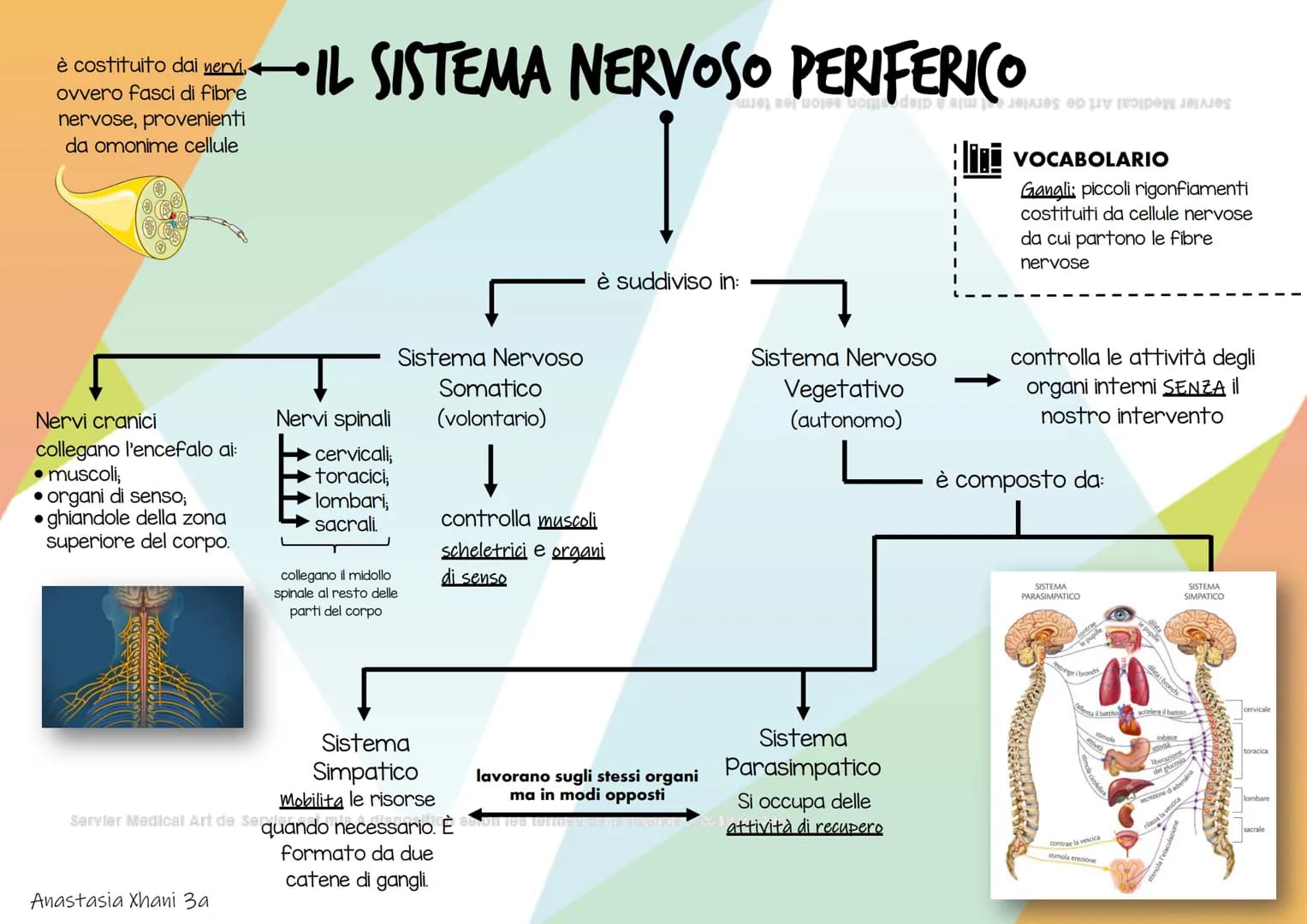 è costituito dai nervi,.
ovvero fasci di fibre
nervose, provenienti
da omonime cellule
Nervi cranici
collegano l'encefalo ai:
• muscoli;
●
o