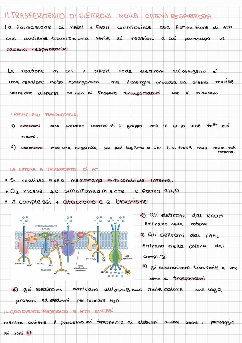 METABOLISMO ENERGETICO
11 metabolismo e l'insieme di reazioni chimiche che in modo coordinato e integrato, degrada
e sintetizza le biomoleco