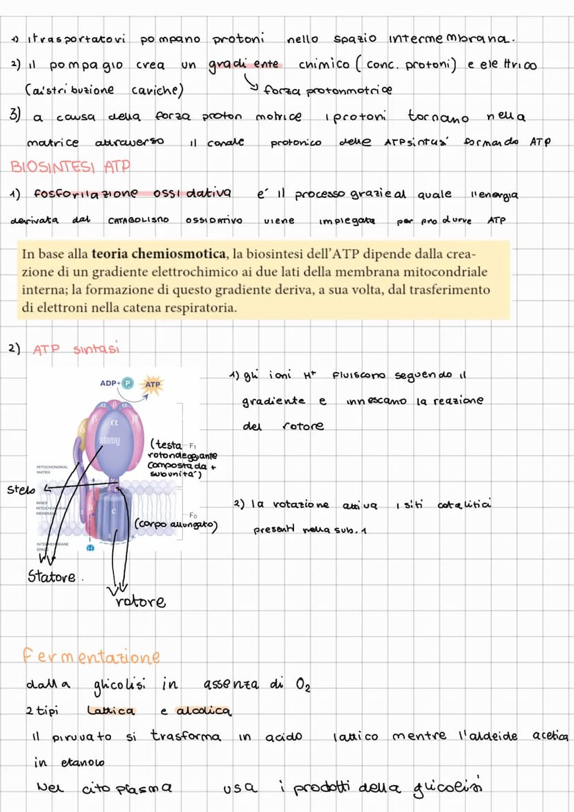 METABOLISMO ENERGETICO
11 metabolismo e l'insieme di reazioni chimiche che in modo coordinato e integrato, degrada
e sintetizza le biomoleco