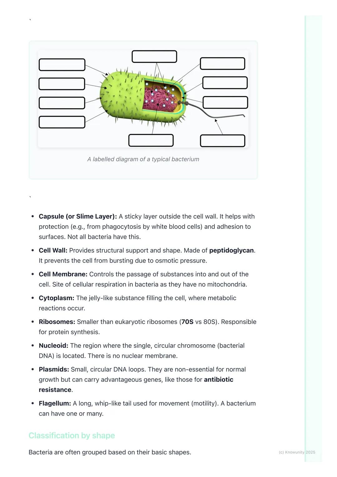 # Bacteria

An introduction to bacteria.

Bacteria are single-celled microorganisms that are prokaryotic, meaning they
lack a membrane-bound