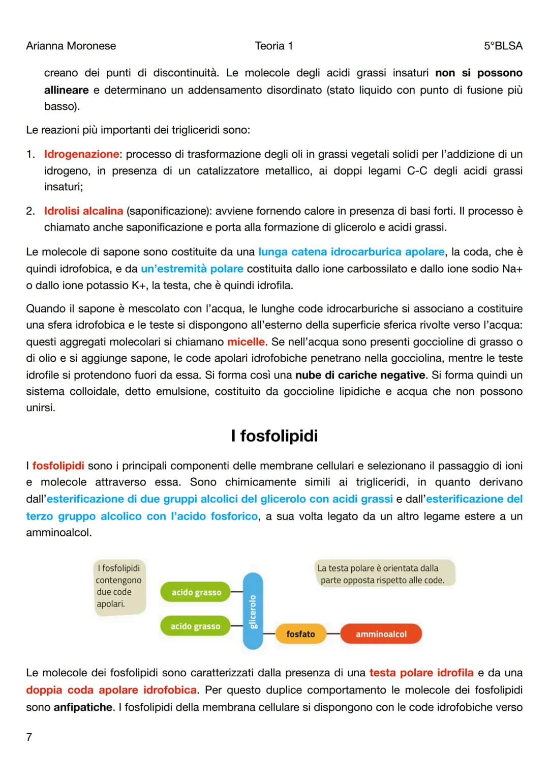 Arianna Moronese
Teoria 1
Le biomolecole
5°BLSA
Le biomolecole sono la componente più significativa dei composti organici presenti negli org